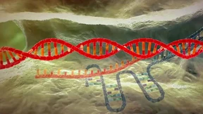 So funktioniert die Genschere