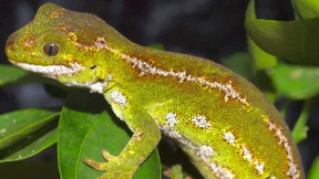 Geraubte Grüngeckos kehren nach Neuseeland zurück