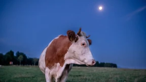 Wie viel Esoterik in Demeter steckt