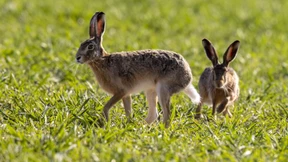 Hasen und andere Tiere
