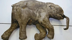 Jurassic Park, Teil fünf