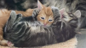 Kann das Löschen von Katzenfotos zur fristlosen Kündigung führen?