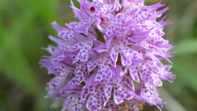 Knabenkraut leidet unter Klimawandel