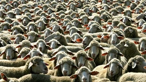 Der Trend geht zur Schaf-Aktie