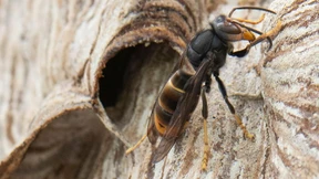 Asiatische Hornisse breitet sich aus