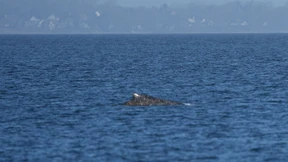 Der Wal ist motiviert!