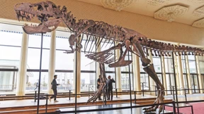 T-Rex zu versteigern