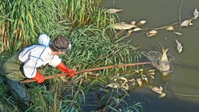 Mehr als hundert Tonnen toter Fisch