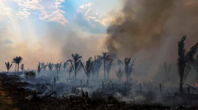 Amazonas-Staaten einigen sich nicht auf Schutz vor Abholzung
