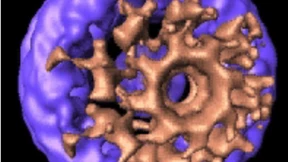 „Zappelnde Spaghetti“ schützen das Erbgut