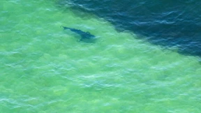 Surfen mit einem Weißen Hai