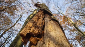 Land sammelt Spenden zur Rettung des Waldes
