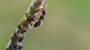 Entwickelt Amerika neue Biowaffen?