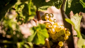 Die besten Grands Crus aus dem Elsass