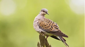 Die Turteltaube ist stark gefährdet