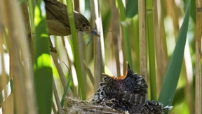 Geboren, um zu betrügen