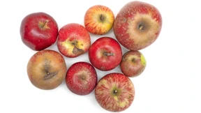 Sind das die Äpfel der Zukunft?