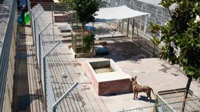 Hessens Tierheime sind wieder voll