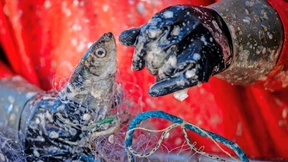 „Für die Ostseefischerei ist das der Tod“