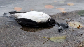 Vogelgrippe-Epidemie weitet sich aus