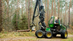 In einer Minute ist ein Baum zerlegt