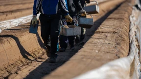 Wie kommt der Spargel von den Feldern?