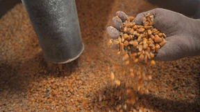 So verschimmelt war der Mais noch nie