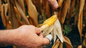 Was vom Sommer übrig bleibt