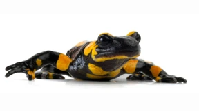 Der Horror im deutschen Wald