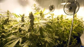 Professionelle Cannabisplantage bei Paderborn entdeckt