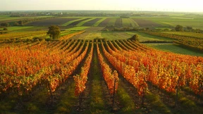 Welcher Wein Johnny Depp fehlt