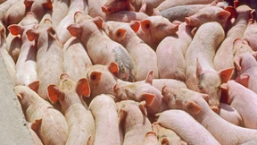 Tierquälerei als Staatsraison