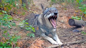 Steigende Zahl von Wölfen in Hessen erwartet