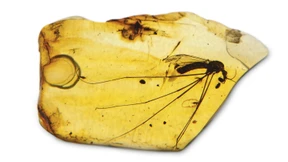 Und wann eröffnet der Jurassic Park?