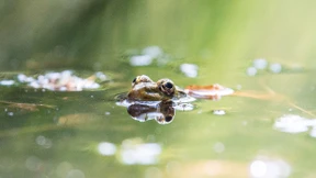 So viel Leben gibt es nur mit einem Teich