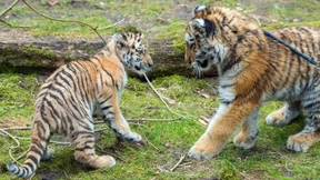 Amur-Tigerkinder Dragan und Alisha zeigen sich der Öffentlichkeit