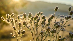 Was jetzt im Garten zu tun ist