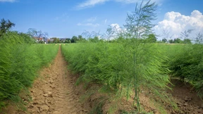 Bauern bleiben auf Spargel und Erdbeeren sitzen