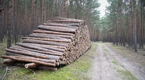 So viele Bäume in deutschen Wäldern gefällt wie noch nie