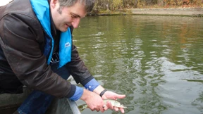 Neue Fische für Hessens Flüsse