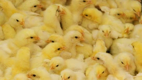 Nordrhein-Westfalen verbietet Gastötung von Küken