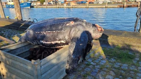 Rund 500 Kilo schwere tote Schildkröte aus Nordsee gezogen