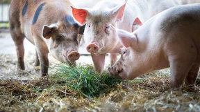 Schweinefleisch müsste doppelt so viel kosten