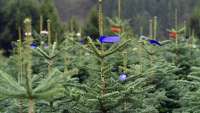 Riesiger Weihnachtsbaum sorgt für Spur der Verwüstung