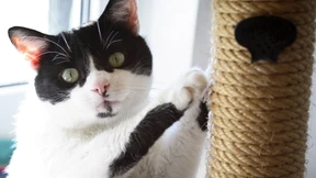 Millionen Katzen werden es ihm danken