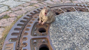 „Wir vergiften Ratten, weil sie Schädlinge sind“