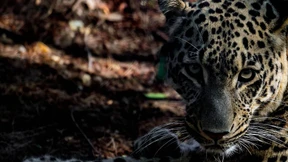 Seltener Leoparden-Nachwuchs in Lissabon