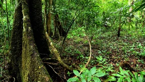 Die schicksalhaften Wälder