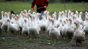 Enten und Gänse sollen vor Schlachtung auf Vogelgrippe überprüft werden