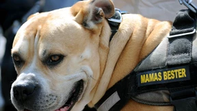 Hund beißt Spaziergängerin in den Hals - Halterin flieht